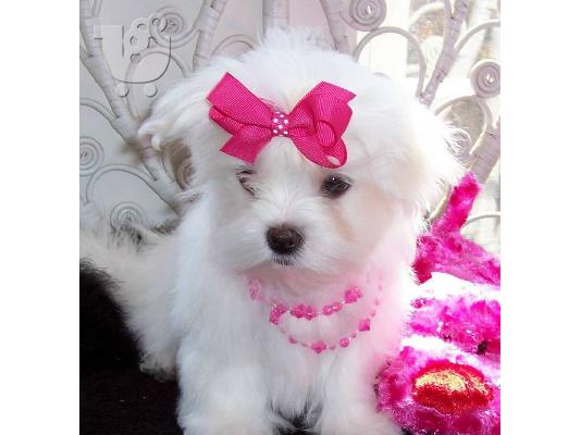 PoulaTo: Maltese Toy